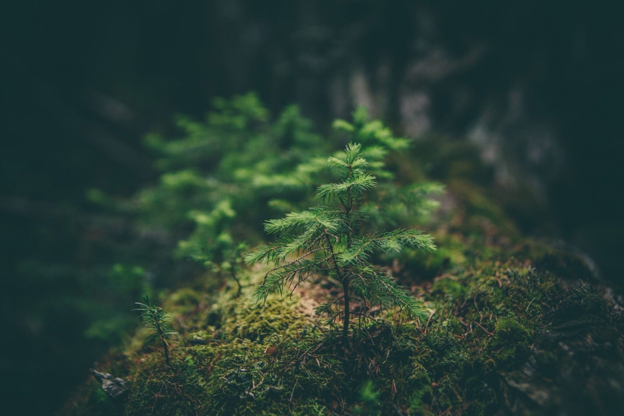 Environment, Social and Governance (ESG)